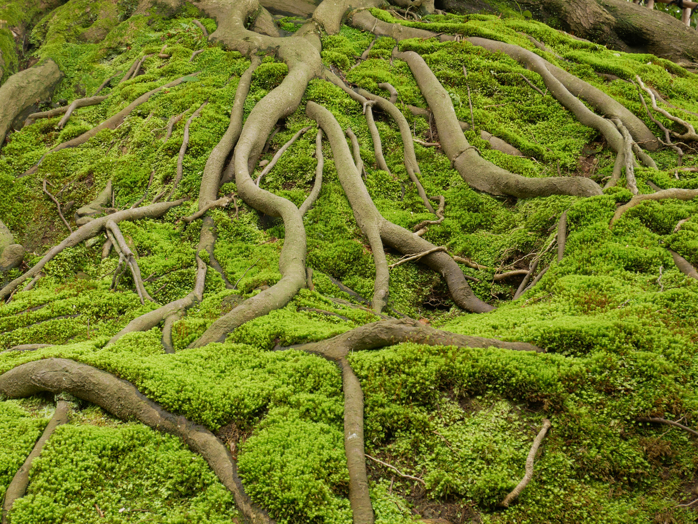 Tree Roots Surrounded with Green Moss